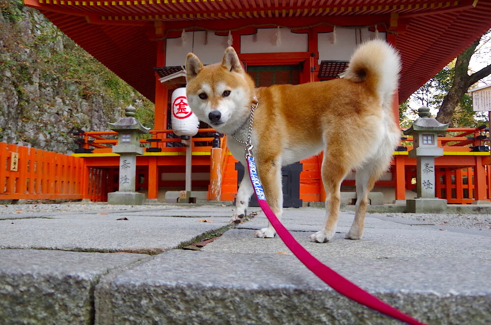 九游体育网页版-奥运新星：西班牙中卫引欧洲豪门关注，西班牙中场球星